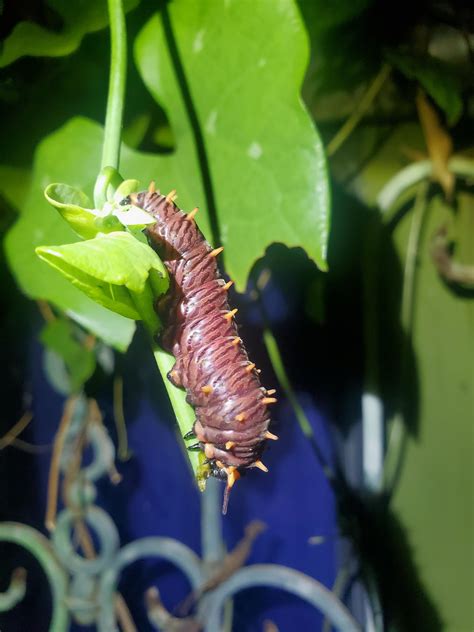 Pipevine swallowtail caterpillar? : r/gardening
