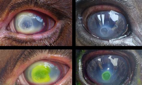 Infectious Keratoconjunctivitis in Cattle and Small Ruminants - Eye ...
