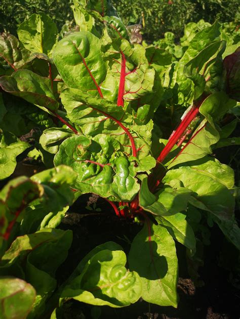 Swiss Chard - Rainbow - Bunch — Boreal Ranch