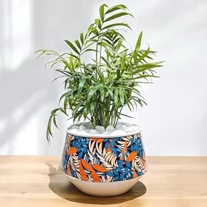 Amulya Farms Live Bamboo Palm Plant in Decorative Tropical Print Metal ...