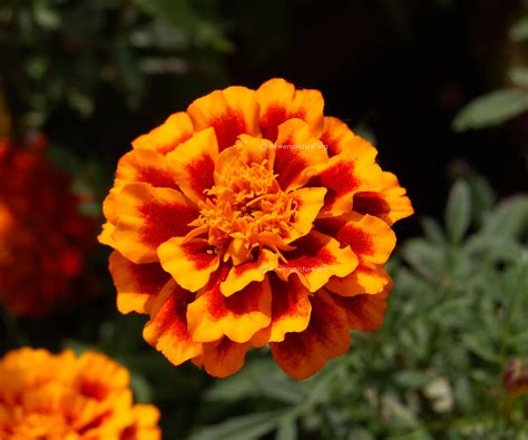 Marigold varieties