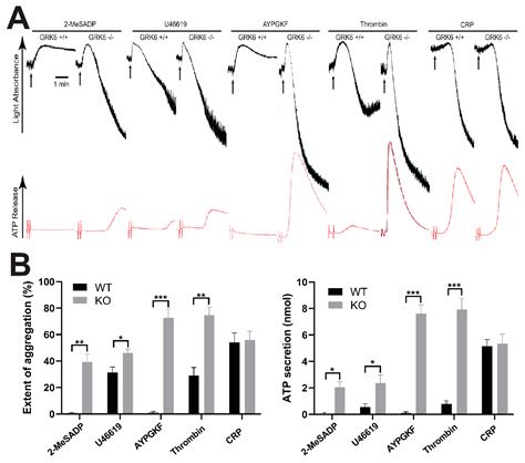 Role of GRK6 in the Regulation of Platelet Activation through Selective ...