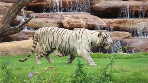 Lions, tigers & leopards: Photos of India's majestic felines at one ...