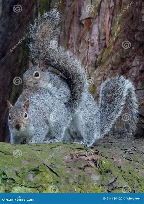 Squirrel Mating Display at Sean Swick blog