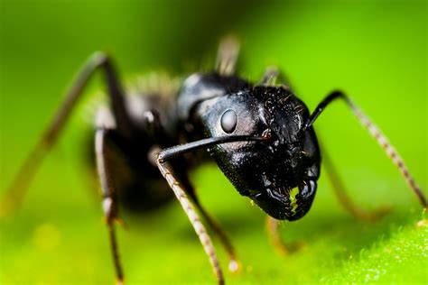 How to Control Ants | myhomeTURF