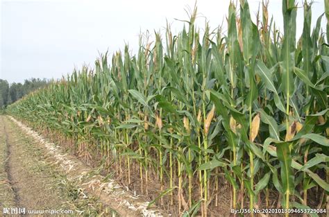 玉米地采,汉南农庄摘玉米,摘玉米图片_大山谷图库