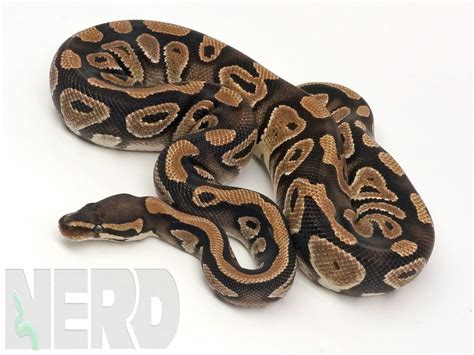 Image result for Red Python Head