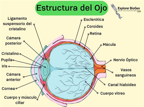 Los ojos, Anatomía y Fisiología – Explorer BioGen