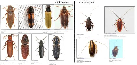 Cockroach Vs Beetle?: Key Differences Unveiled.