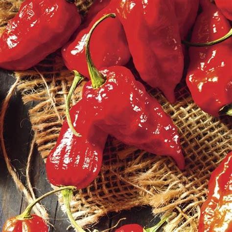 Get India’s spiciest chili - Bhut Jolokia in a bottle