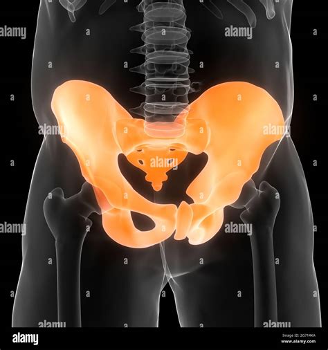 Human Skeleton System Pelvic Girdle Bone Joints Anatomy Stock Photo - Alamy