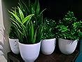 Buy Litleo Bonsai Wild Artificial Plant with Pot (Green, 4 Piece ...