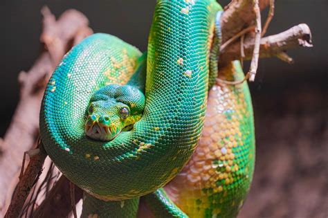 Image result for Green Tree Python Pet