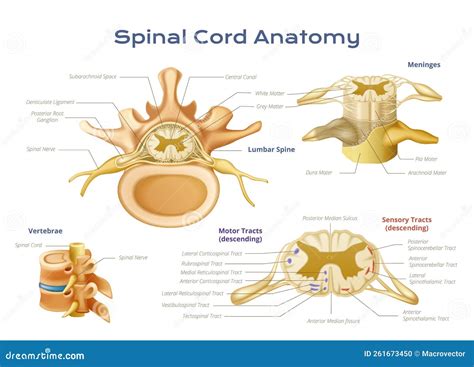 Spinal Cord Anatomy Infographics Stock Vector - Illustration of biology ...