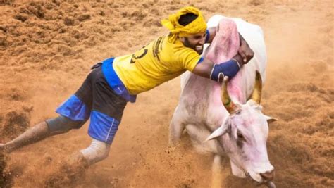 Indian Supreme Court upholds Tamil Nadu law allowing bull-taming sport ...