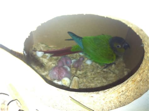Green Cheek Conure Eggs Hatching at James Vanhorn blog