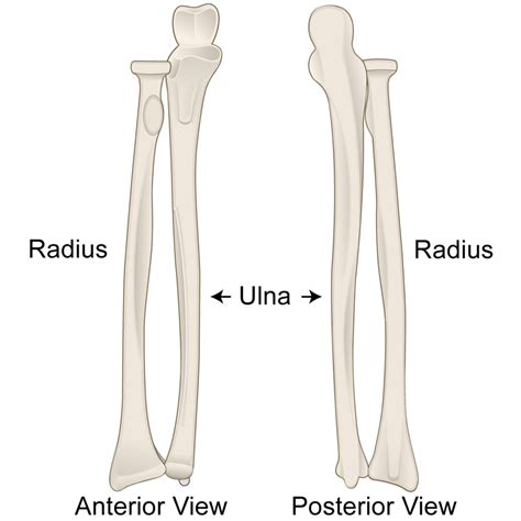 Labeling - Radius and Ulna Diagram | Quizlet
