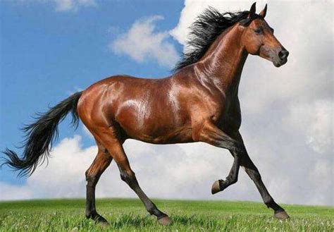 全球最贵的九种马，价值四亿的马你见过吗？汗血宝马无缘榜首_搜狐汽车_搜狐网