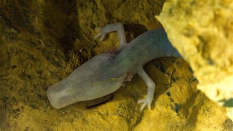 European Cave Salamander Spent 7 Years Completely Motionless