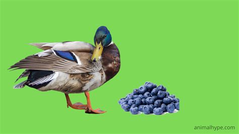 Can Ducks Eat Blueberries? A Berry Good Question! - Animal Hype