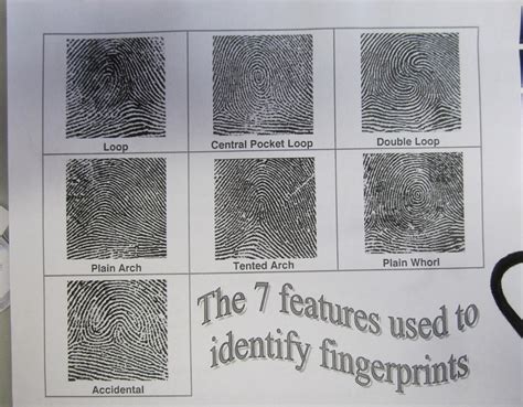 What Are The 3 Types Of Fingerprints That Can Be Collected At A Crime ...