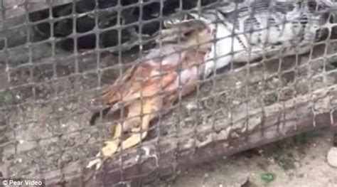 Regurgitates Python 的图像结果