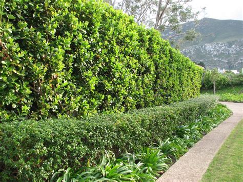 Viburnum sinensis hedge | Beautiful gardens, Hedges, Landscape maintenance