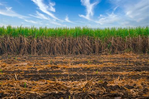 campo de caña de azúcar con el cielo. la caña de azúcar es un cultivo ...