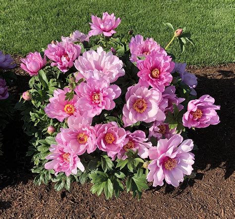 Adelman Peony Gardens - Premium Peony Roots | Salem, Oregon