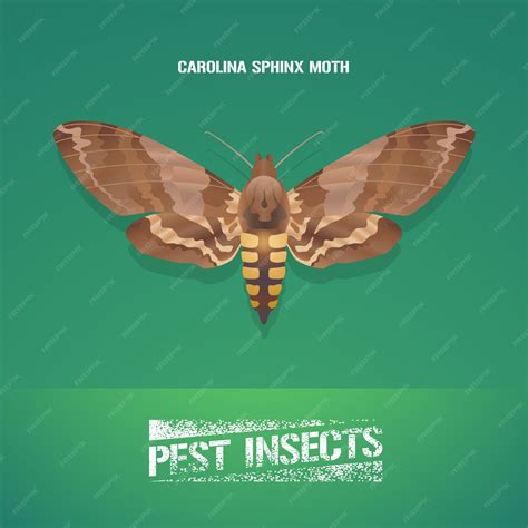 Premium Vector | Illustration of insect manduca sexta (carolina sphinx ...