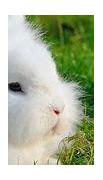 Image result for Angora Rabbit Shearing