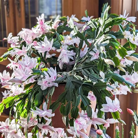 Christmas Cactus Care Guide + Growing Tips - Green Garden Cottage