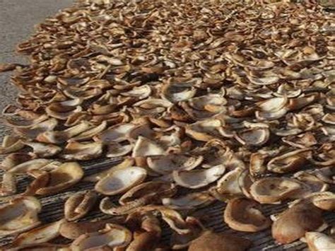 CCEA approves hike in MSP for Copra by more than Rs 2000/ quintal