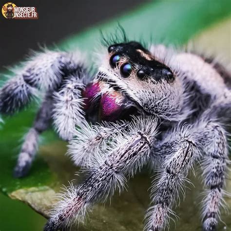 Achat Phidippus regius North Florida