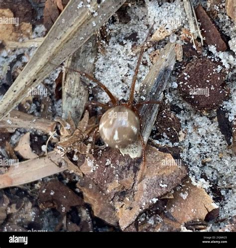 Comb-footed Spiders (Theridiidae Stock Photo - Alamy
