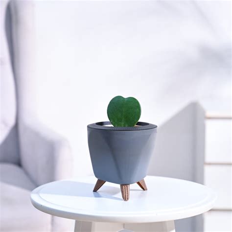 Heart Hoya Plant – Ugaoo