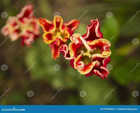 Red Dragon Flower Plant in the Spring Time Stock Photo - Image of leaf ...