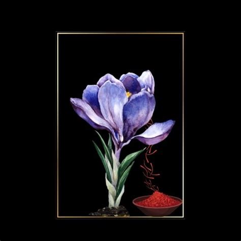 INTENSIVE NIGHT RENEWAL FACE OIL SERUM - BEST SERUM SPRAY FOR FACE – SIMREE