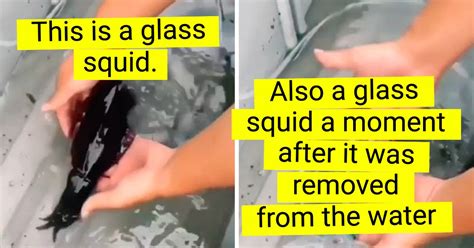 Image result for Alien DNA Found