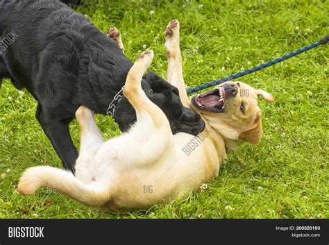 Do Dogs Bite When They Play