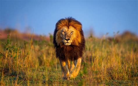 Wallpaper Of Lion