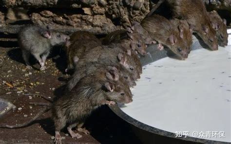 家里有老鼠怎么办_老鼠怕什么_被老鼠咬了怎么办 - 黔农网