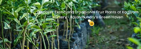 Discover Exotic and Traditional Fruit Plants at Kadiyam Nursery - Raja ...