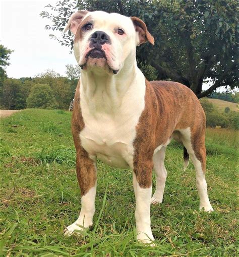 Alapaha Blue Blood Bulldog