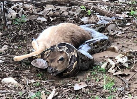 Image result for Python Attacks Deer