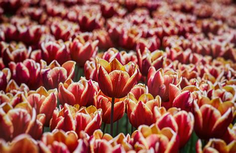 Springtime Clips 的图像结果