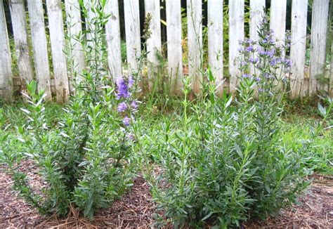 58 Companion Plants for Grapes