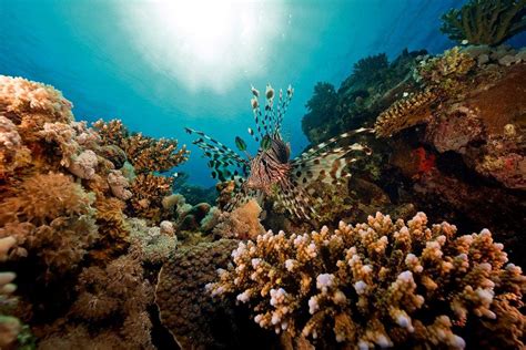 Fish Identification 的图像结果