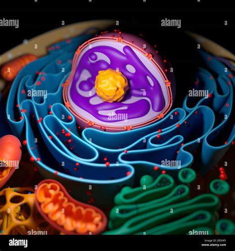 Cell nucleus, illustration Stock Photo - Alamy