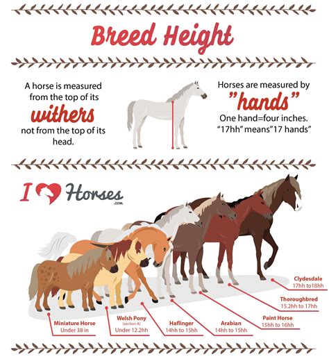 Quiz which breed of horse are you – Artofit